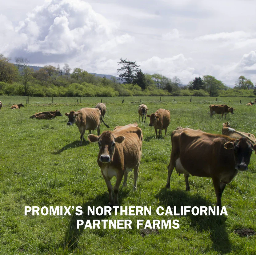 Promix Vanilla Whey Protein Powder - Image 12